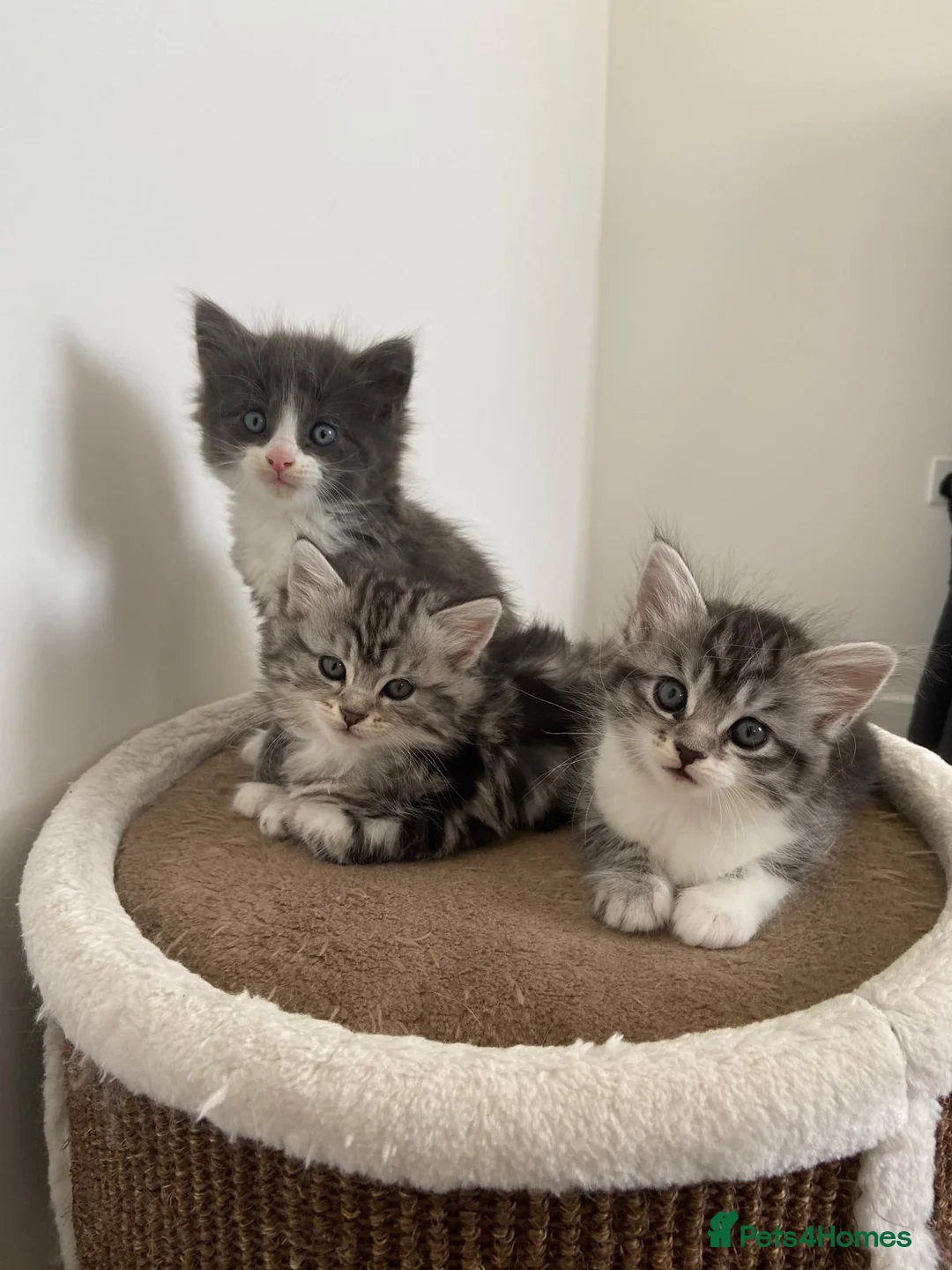 Norwegian Forest Cat cats for sale: Beautiful Norwegian Mix Kittens – 2 Boys & 1 Girl - Advert 1
