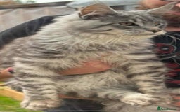 Maine Coon cats for sale: Beautiful mix mainecoon kittens  - Image 12