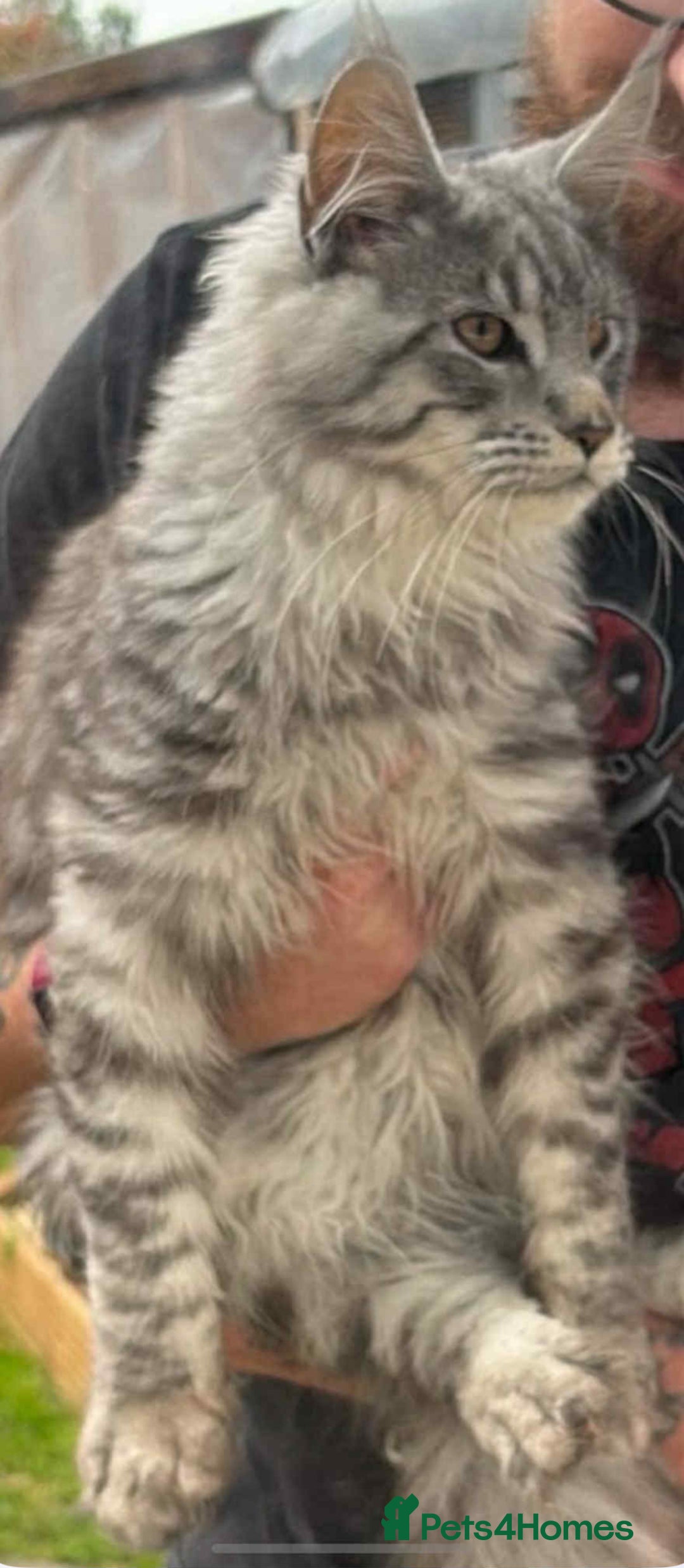 Maine Coon cats for sale: Beautiful mix mainecoon kittens  - Image 12