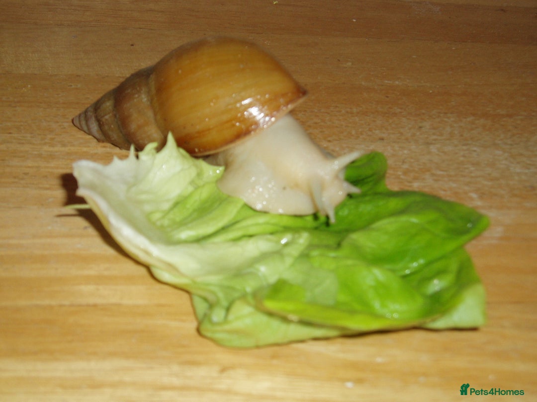 Snails invertebrates for sale: ALBINO GIANT AFRICAN LAND SNAILS - Image 1