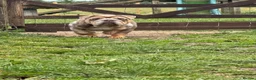English Bulldog dogs for sale: Exceptional English Bulldog Puppies - Advert 12