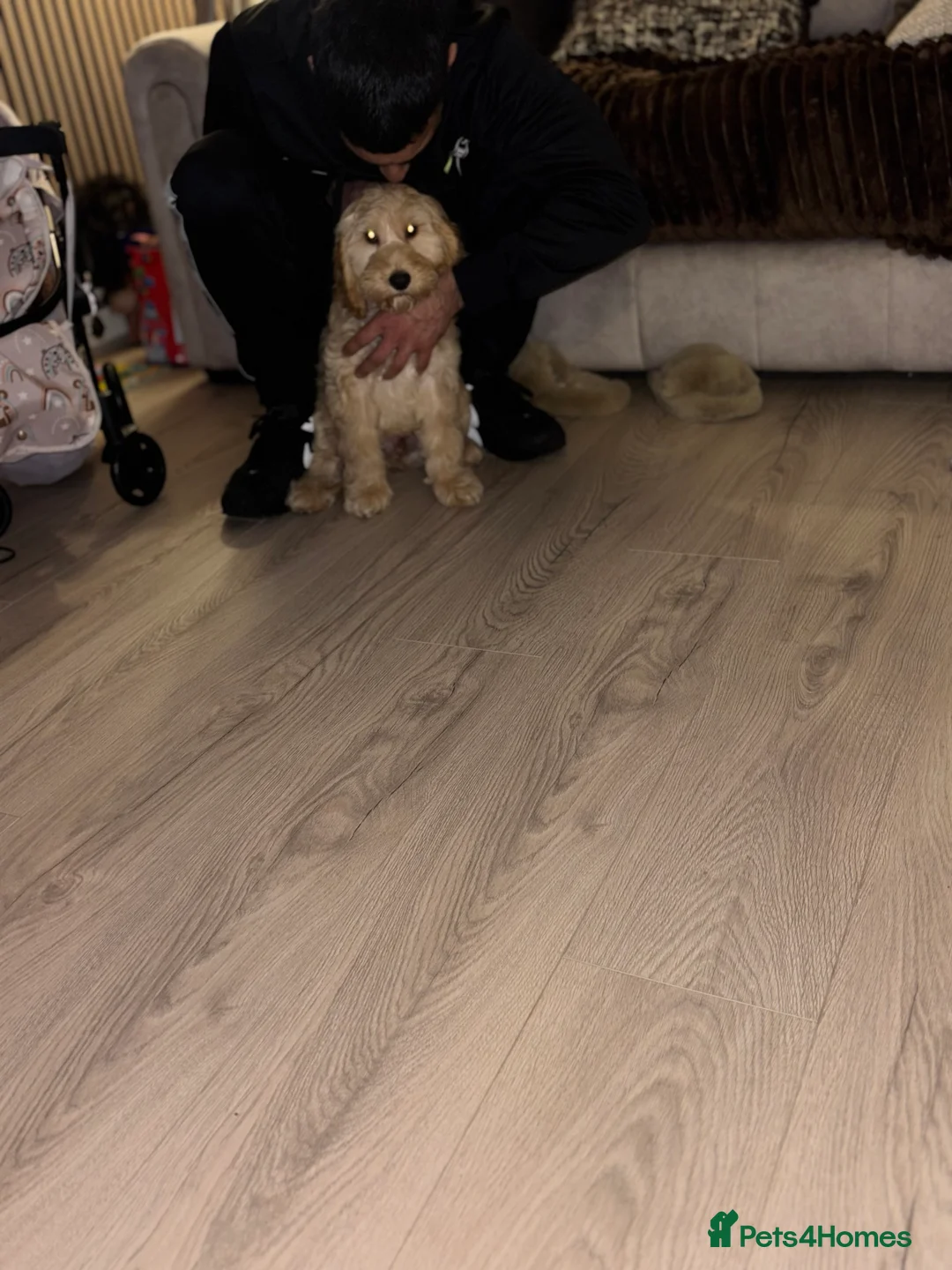 Cockapoo dogs for sale: Cockapoo  - Advert 1