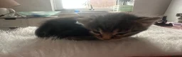 Mixed Breed cats for sale: 4 Kittens looking for homes  in Derby - Advert 5