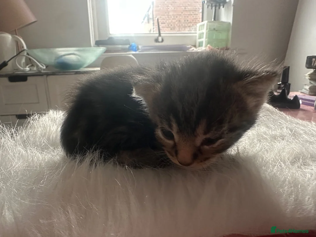 Mixed Breed cats for sale: 4 Kittens looking for homes  in Derby - Advert 5