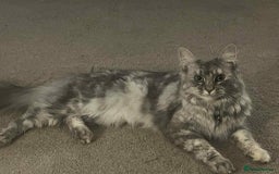Mixed Breed cats for sale: Smokey Grey kittens for sale - Image 9