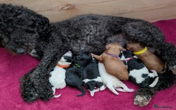 Toy Poodle dogs for sale: 🖤CAVAPOO BABIES🖤TESTED PARENTS! - Advert 32