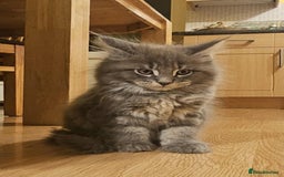 Maine Coon cats for sale: Pure Maine Coons – European Lines - Advert 16