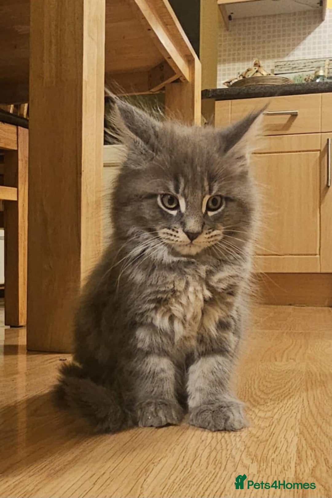 Maine Coon cats for sale: Pure Maine Coons – European Lines - Advert 16