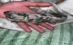 Jack Russell dogs for sale: Miniature Tri coloured Merle Jack Russell  - Image 16