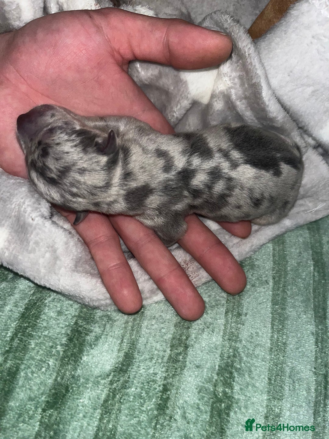 Jack Russell dogs for sale: Miniature Tri coloured Merle Jack Russell  - Image 16