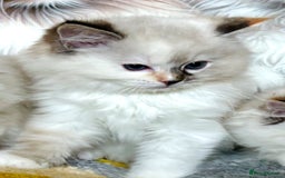 Ragdoll cats for sale: Stunning Ragdoll kitten SHOW/BREEDING -GCCF   - Image 33