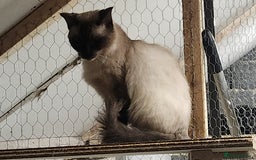 Ragdoll cats for sale: Ragdoll Queen for sale - Advert 3