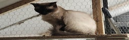 Ragdoll cats for sale: Ragdoll Queen for sale - Advert 3