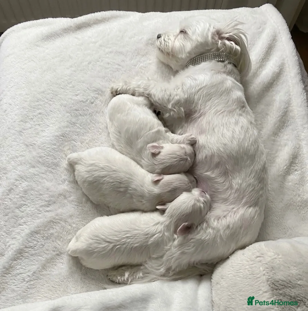 Maltese dogs for sale: A Little Piece of Fluffy Heaven- Maltese Puppies  - Advert 6