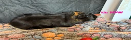 Guinea Pig rodents for sale: Various Guinea Pigs - Ready Now - Advert 23