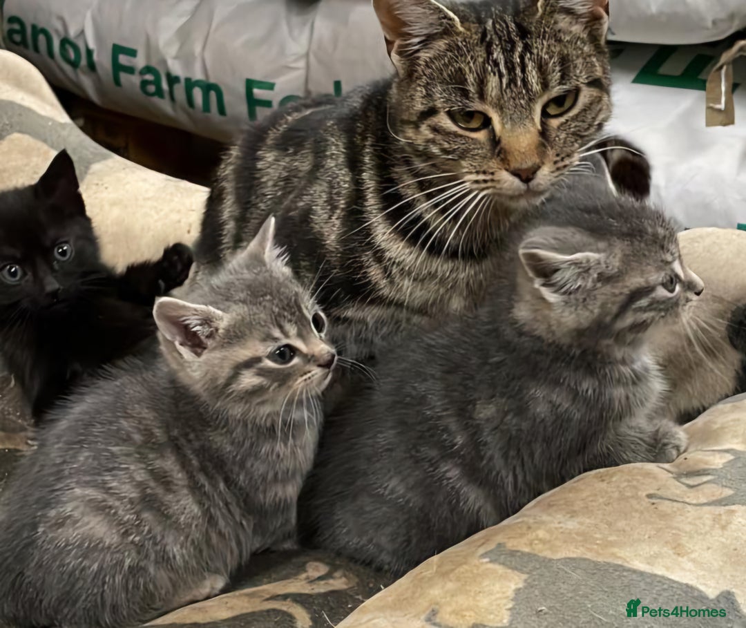 Domestic Shorthair cats for sale: 💙 Stunning boy looking for his furever home 💙 - Advert 10