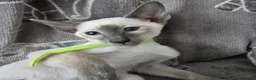 Siamese cats for sale: Adorable siamese kittens. in Blackwood - Advert 7