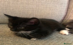 Ragdoll cats for sale: Ragdoll mix beautiful kittens  - Image 14