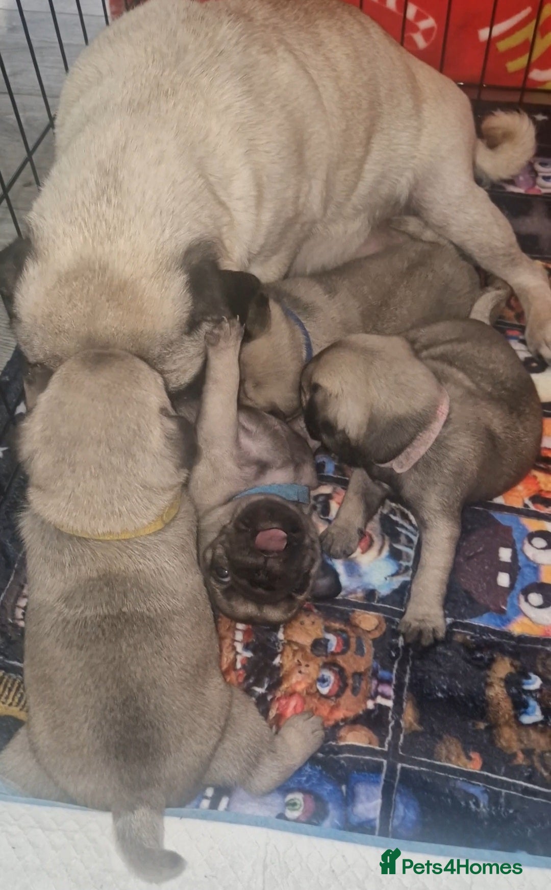 Pug dogs for sale: Perfect pug pups - Image 5