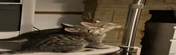 British Shorthair cats for sale: British shorthair mix (5 kittens ready to go) - Advert 12