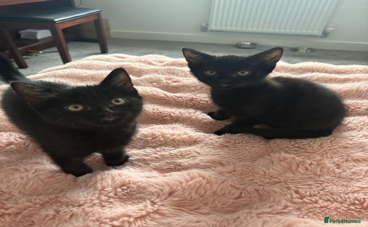 Domestic Shorthair cats - Advert 4