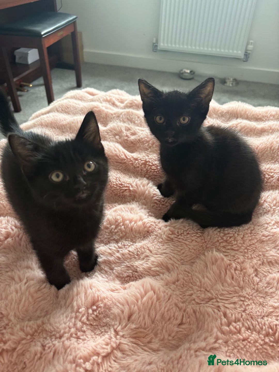 Domestic Shorthair cats for sale: Beautiful Black Kittens Ready for Loving Homes 🐾 - Image 1
