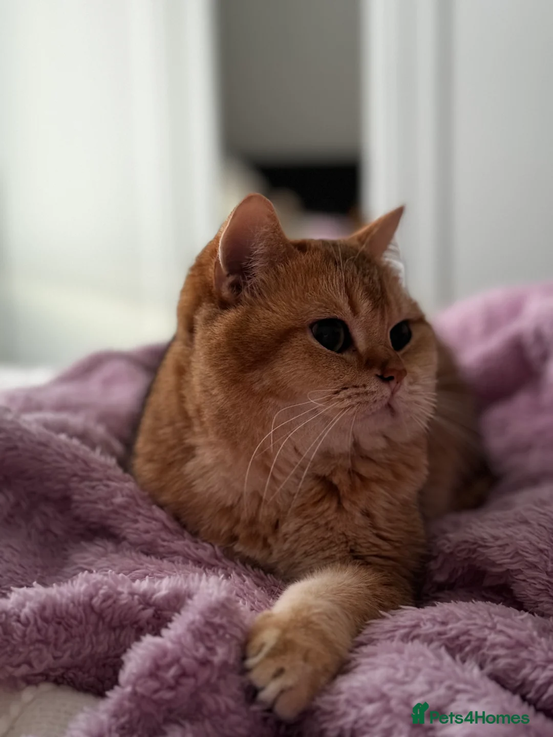 British Shorthair cats for stud: Gold BRI ny12 Stud in Derby - Advert 10