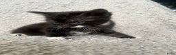 Norwegian Forest Cat cats for sale: BLACK&SILVER NORWEGIAN BOY LEFT  - Advert 13