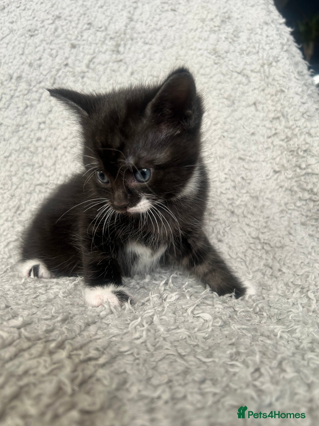 Norwegian Forest Cat cats for sale: BLACK&SILVER NORWEGIAN BOY LEFT  - Advert 13