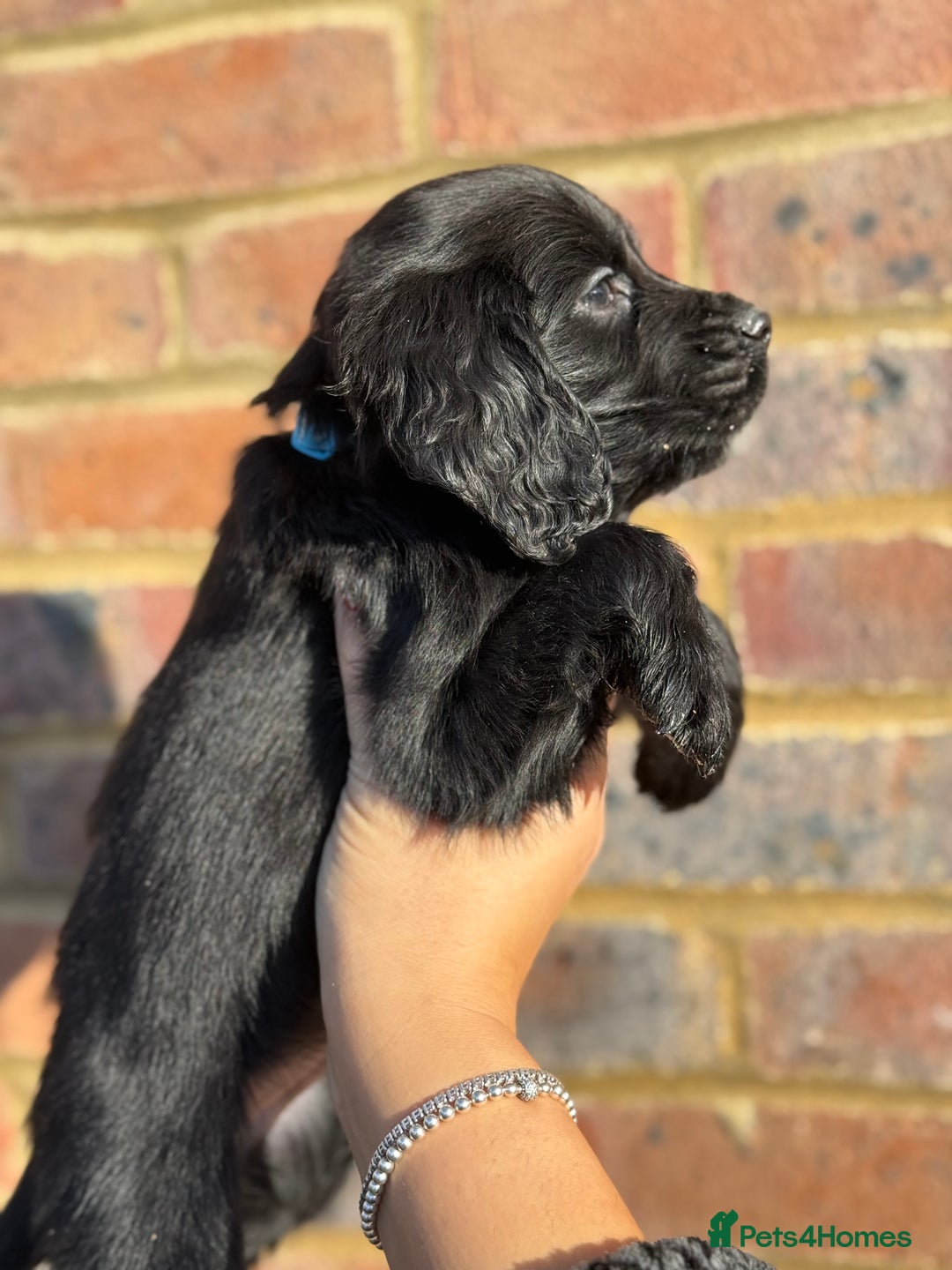Sprocker dogs for sale: 6 Beautiful puppies  - Advert 3