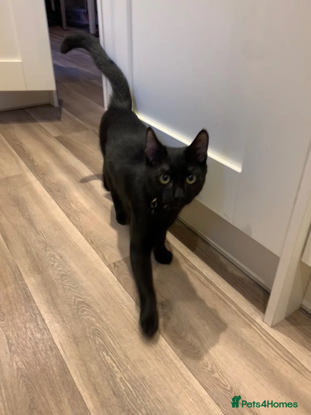 British Shorthair cats for sale: 3 year old male black cat in Bristol - Advert 9