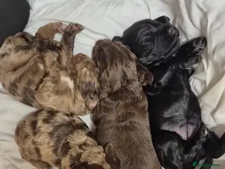 Cockapoo dogs Cockapoo - Advert 3