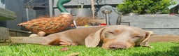Miniature Dachshund dogs for stud: Isabella & Tan Miniature Dachshund Stud  in Wallingford - Advert 11