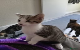 Mixed Breed cats for sale: MIXED BREED TABBY GIRL LAST ONE - Image 4