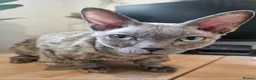 Sphynx cats for sale: Cuddly, friendly sphynx cat in Whitchurch - Advert 4