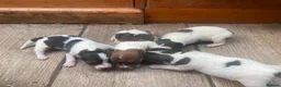 Jack Russell dogs for sale: Jack Russell dog puppy  in York - Advert 5