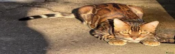 Bengal cats for sale: ❤️⭐️ Exceptional Bengal Male ⭐️❤️ - Advert 2