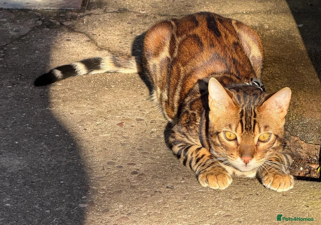 Bengal cats for sale: ❤️⭐️ Exceptional Bengal Male ⭐️❤️ - Advert 2