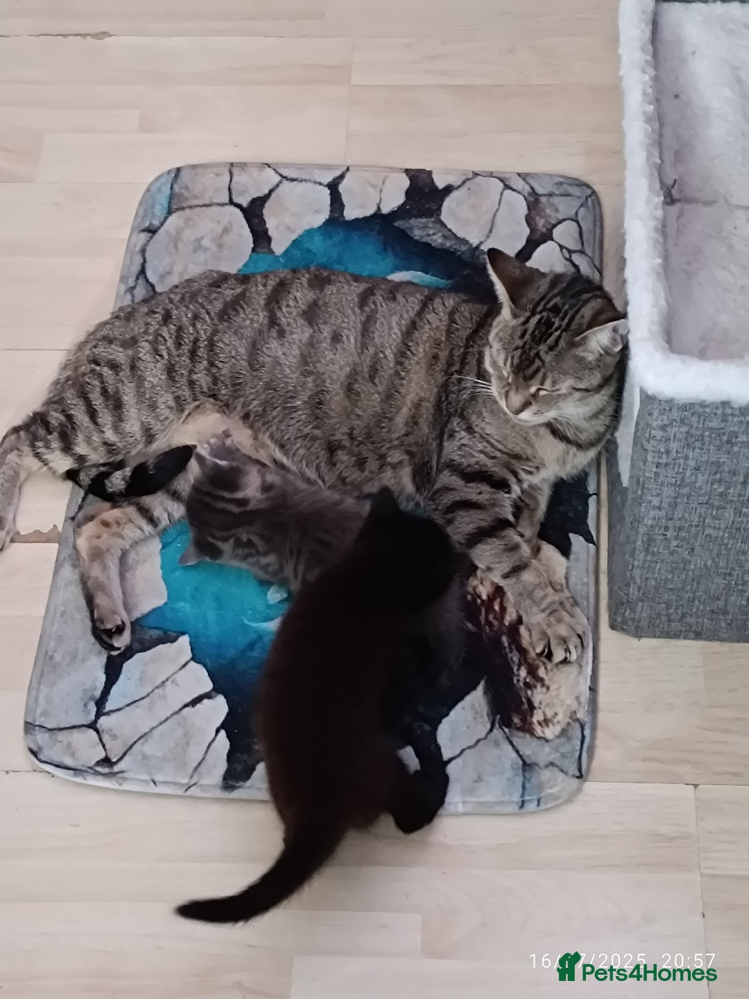 Mixed Breed cats for sale: Tabby kitten - Image 4