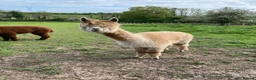 Alpaca livestock for sale: Alpaca herd   in Doncaster - Advert 2