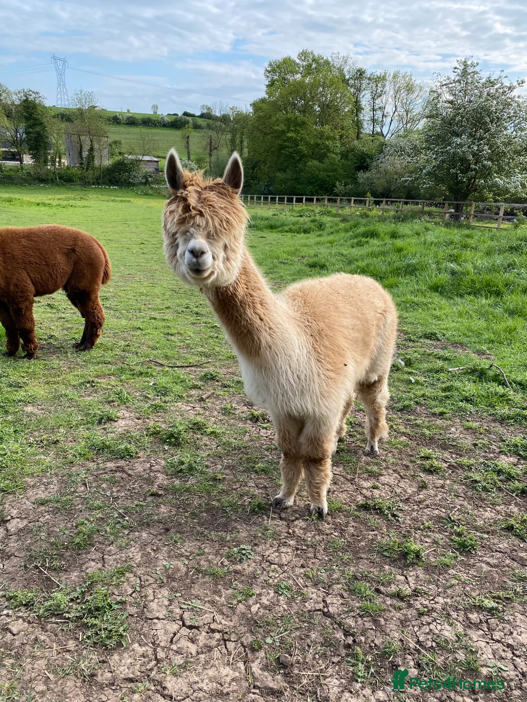 Alpaca livestock for sale: Alpaca herd   in Doncaster - Advert 2