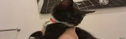 Mixed Breed cats for sale: Kitten looking for loving home in Abingdon - Advert 5