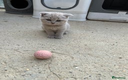 British Shorthair cats for sale: Four tiny heart-stealers looking for loving home - Image 14