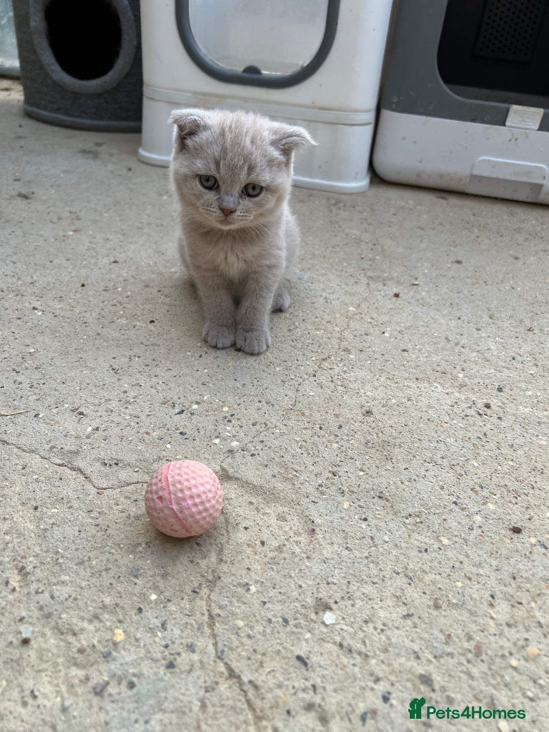 British Shorthair cats for sale: Four tiny heart-stealers looking for loving home - Image 14