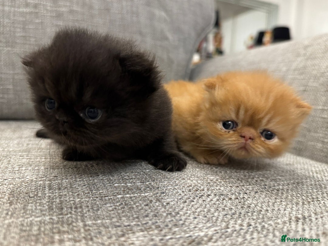Persian cats for sale: 🌟 Stunning Pure Persian Kittens –  **   - Advert 2