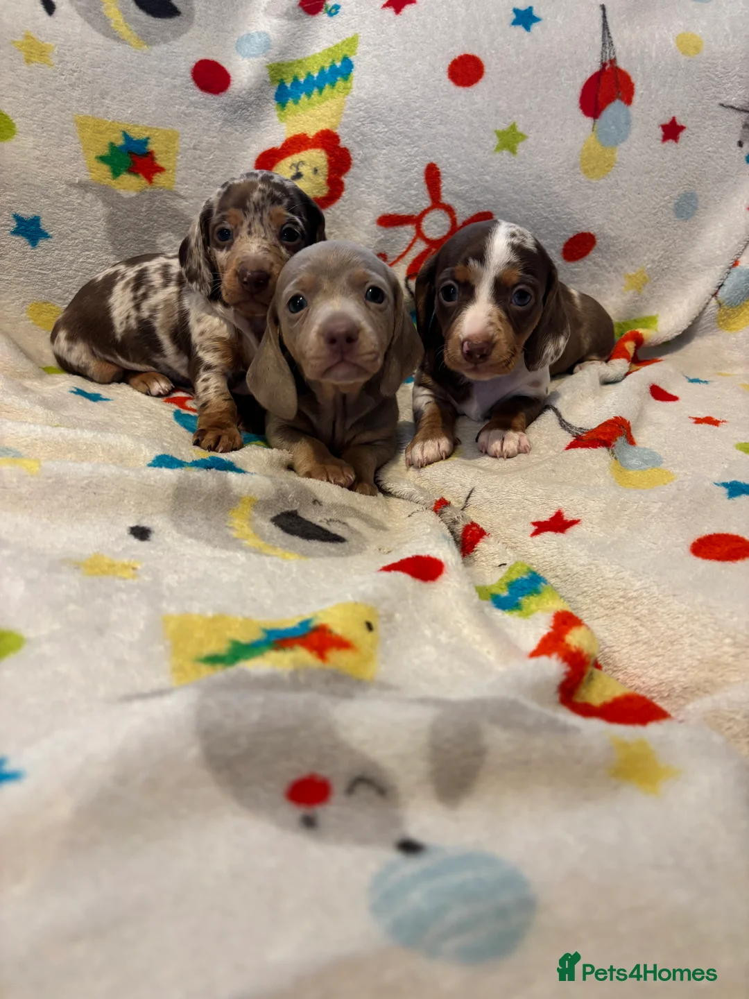 Miniature Dachshund dogs for sale: Miniature dachshund  - Advert 1