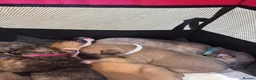 Mixed Breed dogs for sale: Beautiful Whippet/Greyhound Puppies in Penrhyndeudraeth - Advert 14