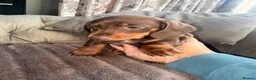 Dachshund dogs for sale: Dashaund  - Advert 9