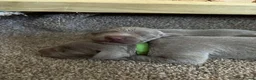 Weimaraner dogs for sale: Long & Short Haired Weimaraner KC reg - Advert 4