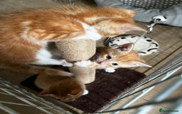 Mixed Breed cats for sale: 3 ginger kittens 🐈 - Image 9